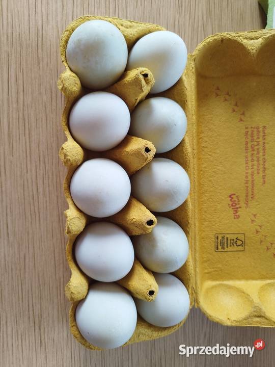 Jaja kacze i kurze