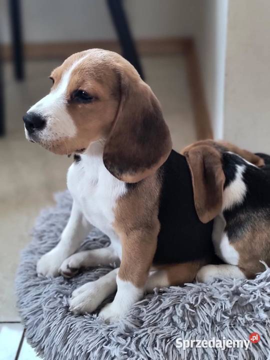 Ostatnia cudowna dziewczynka Beagle FCI Mińsk Mazowiecki sprzedam