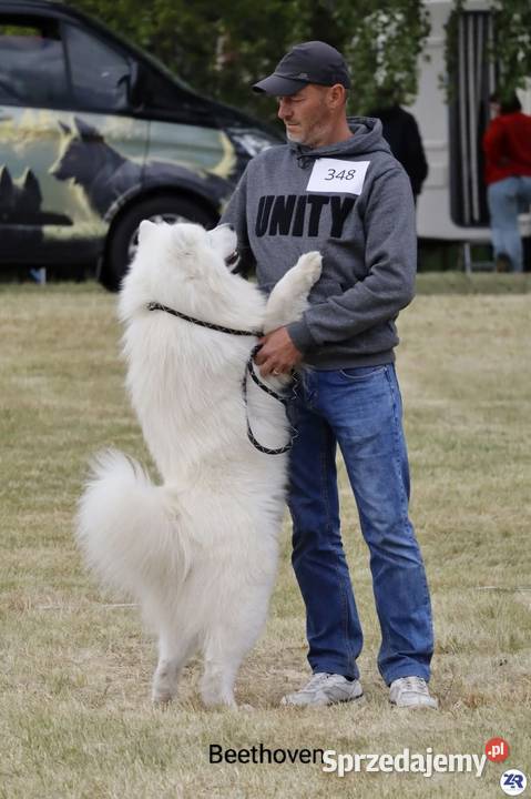 Samoyed reproduktor mazowieckie Olszówka
