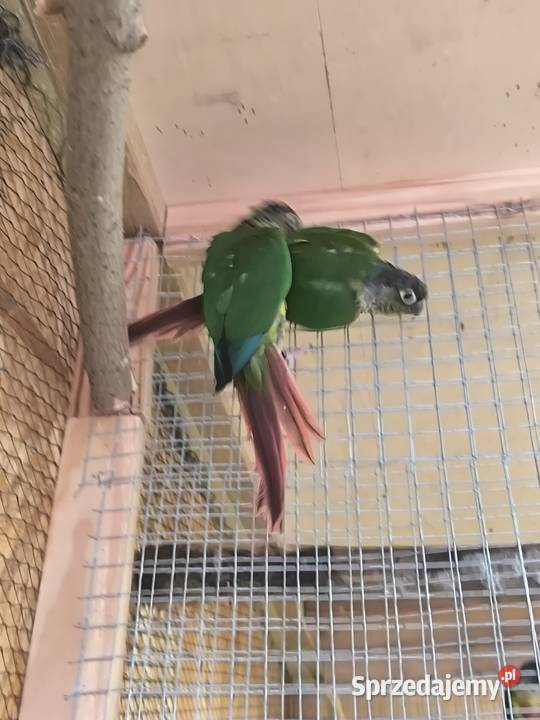 Rudosterki zielonolice opalin Rostarzewo