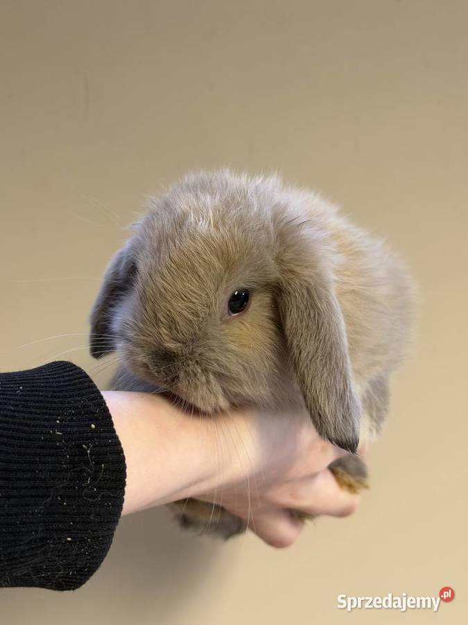 mini lop króliczek miniaturka karzełek Wadowice sprzedam