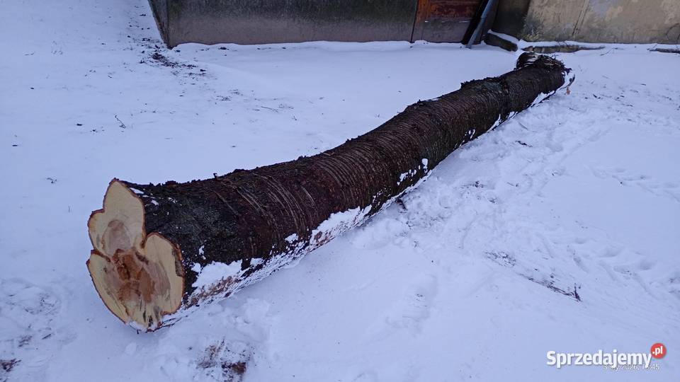 Pień dzikiej czereśni 5 mb na opał materiał lubelskie Łuszczów Pierwszy sprzedam