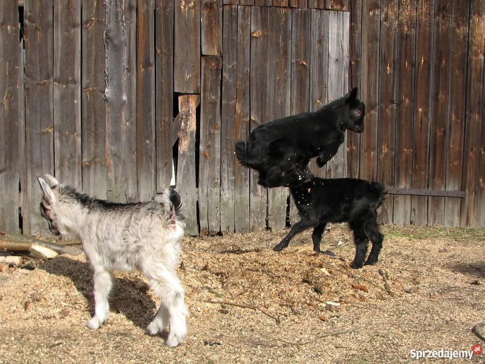 TANIO Młode KOZY kózki koźlęta koziołki capki Kozy Janów