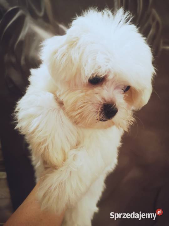 Maltanczyk Piękne Bialutkie Szczeniaczki Szczecinek