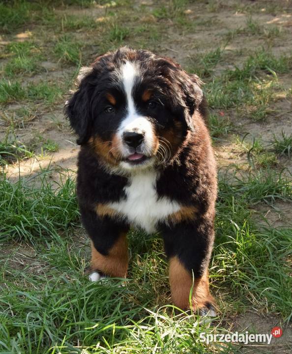 berneński pies pasterski zkwp Rogoźnik