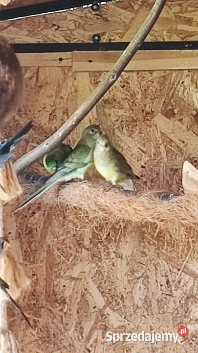 Papużki faliste Papugi młode mazowieckie Garwolin sprzedam