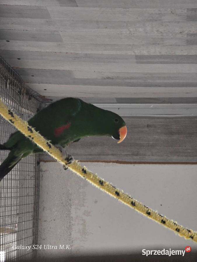 Lory Wielkie para 3 letnia Ostrów Wielkopolski