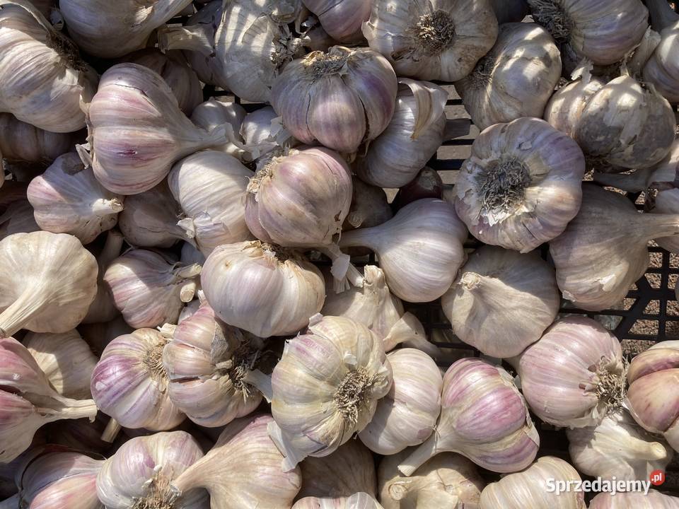 Sprzedam polski czosnek Harnaś Busko-Zdrój sprzedam