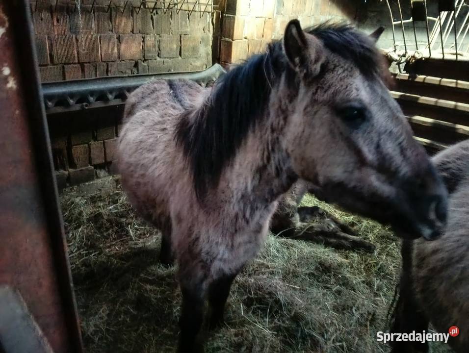 Sprzedam 3 koniki polskie Wola Radłowska