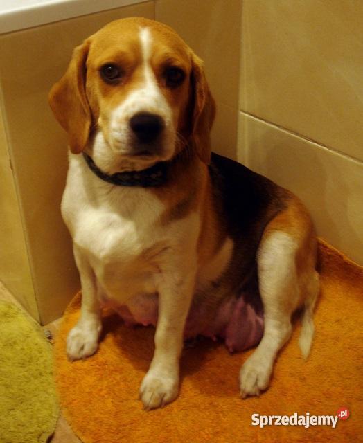 Szczeniaki beagle pół rasowe PODKARPACKIE Ruda Różaniecka