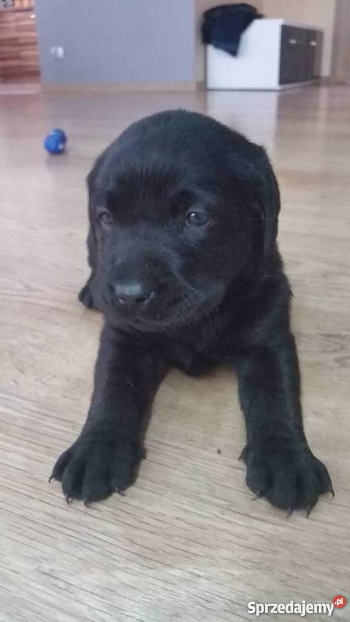 Labrador bez rodowodu Miękinia