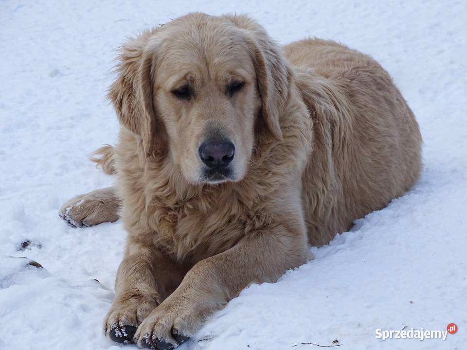 Golden retriever 8 miesięczne