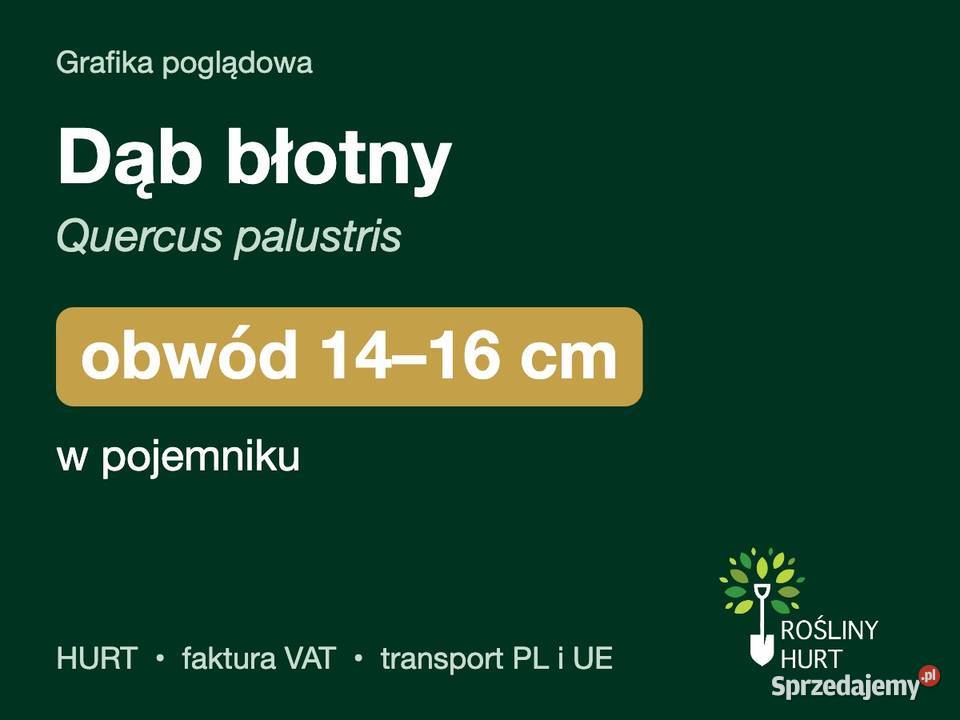 Dąb błotny Quercus palustris obwód 1416 w wielkopolskie
