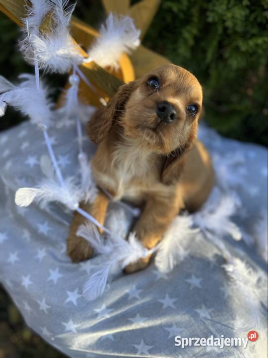Cudowna złota sunia Cocker Spaniel Angielski z Kraków