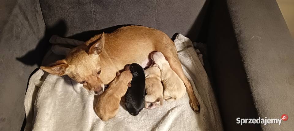 Szczenięta ratlerki Świnice Warckie