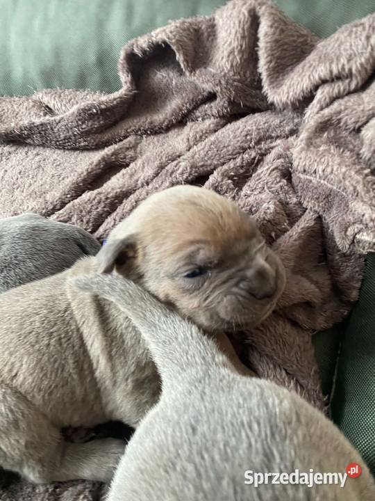 Szczeniaki Cane Corso