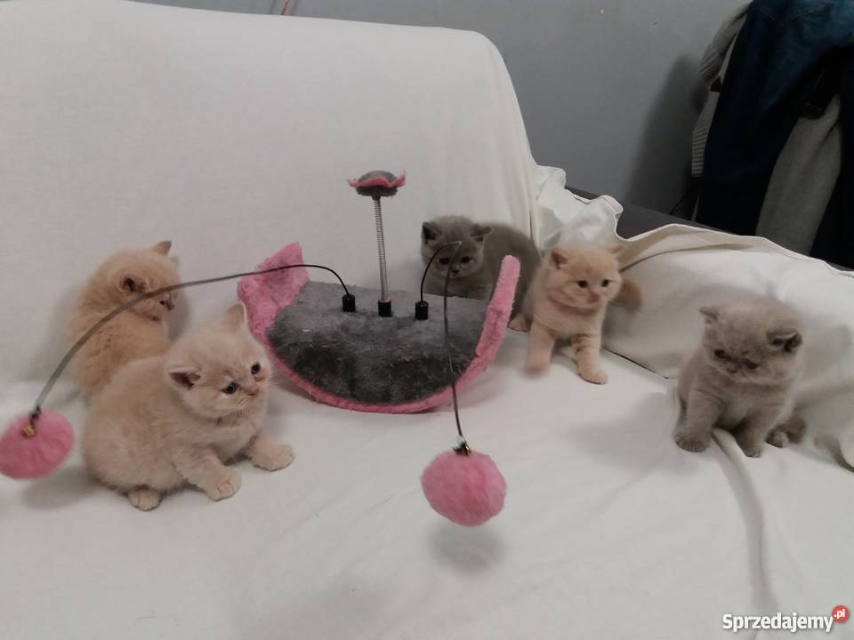 Kocięta brytyjskie krótko i długowłose liliowe