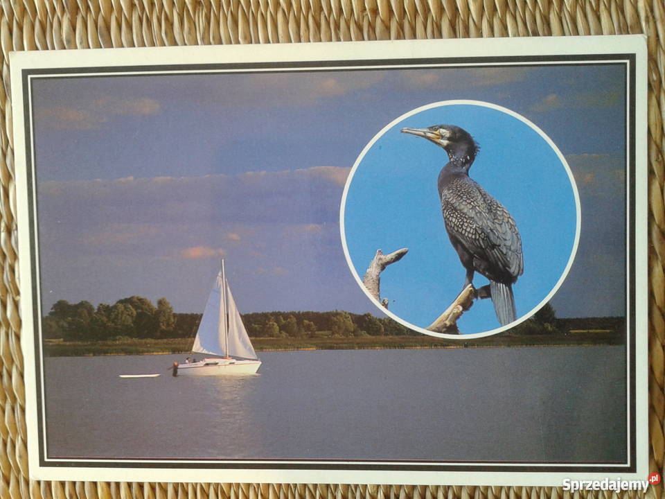 KORMORAN NA TERENIE WARMII I MAZUR FOT Piszczac