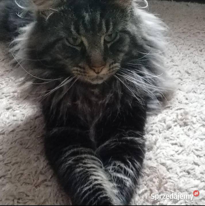 Kotki MaineCoon Maine Coon Będzin sprzedam