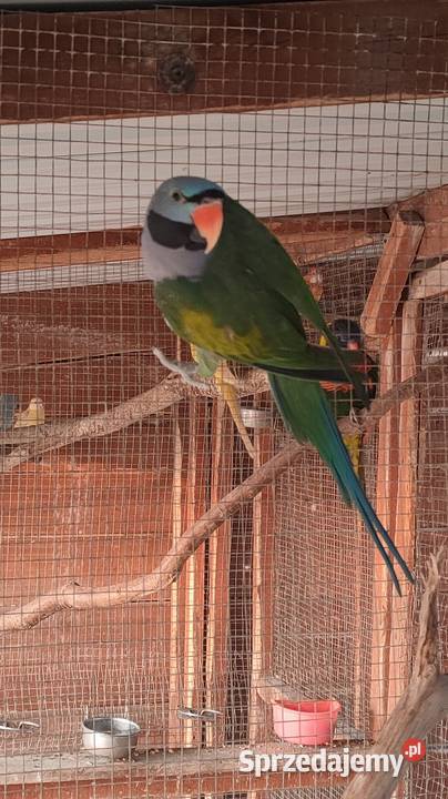 Aleksandretta chińska samiec Parzno sprzedam