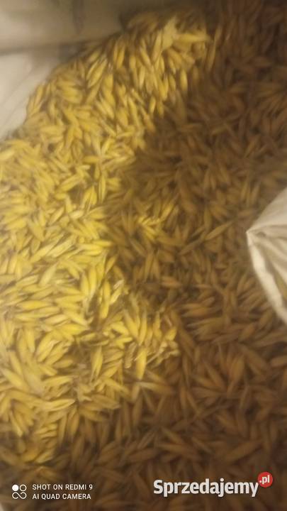 Owies koni zwierząt i do siewu duże ilości Dzierżoniów