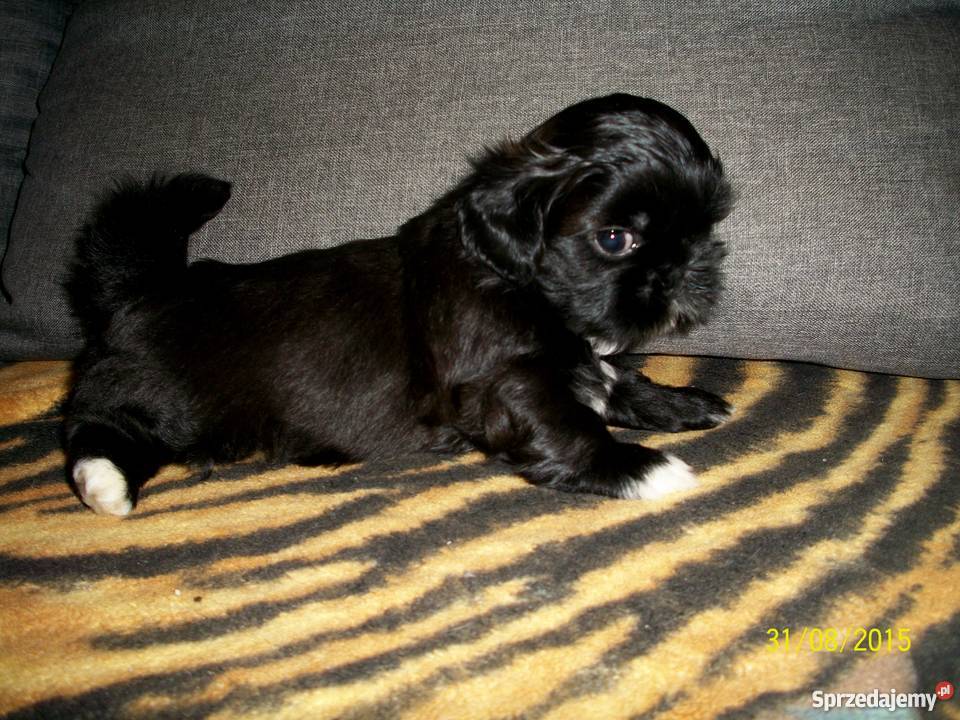 Shih tzu z rodowodem ZHPR UCIunikalne Iława