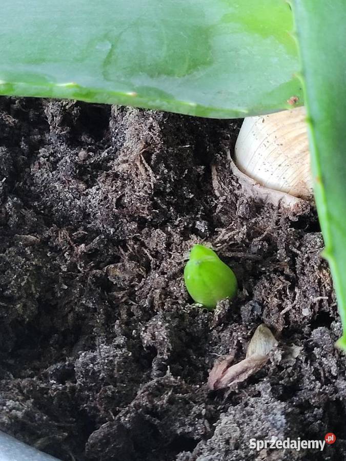 Aloes 100 rozpiętości i wysokości z doniczką