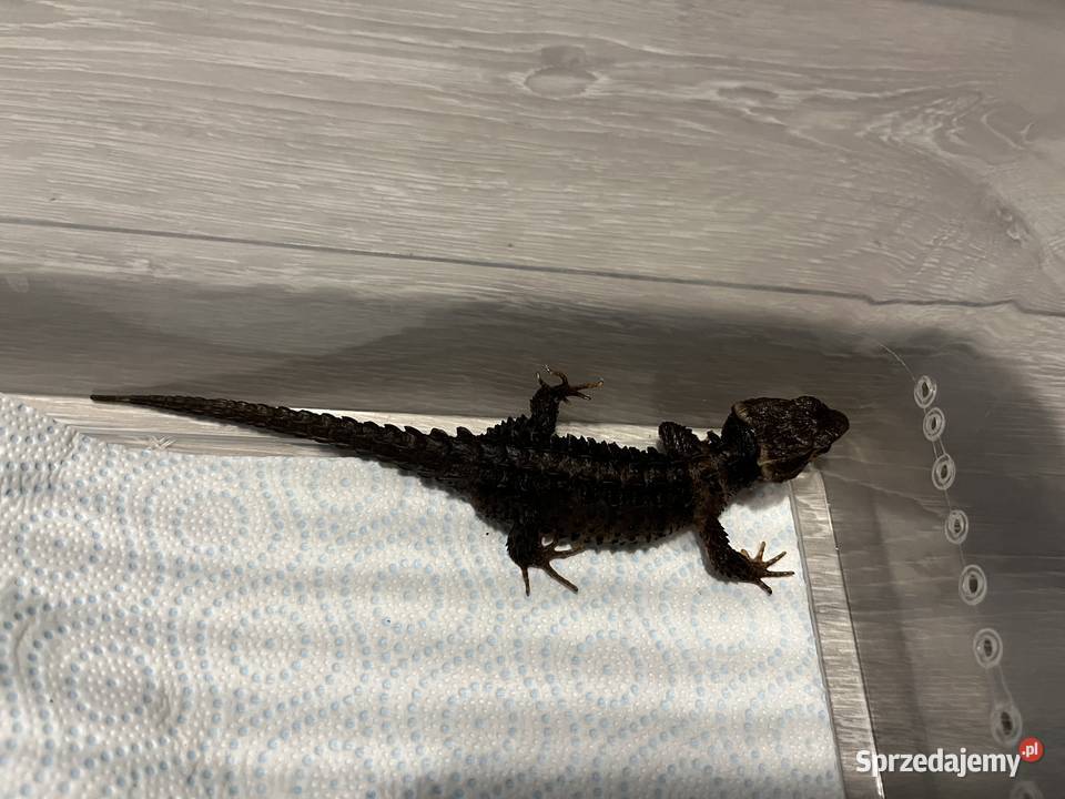 Para scynków krokodylowych Tribolonotus gracilis