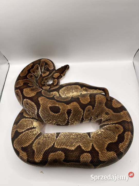 Węże różne odmiany Suchedniów sprzedam