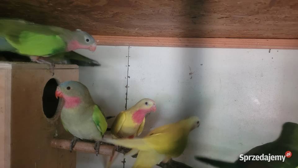 Papugi księżniczki walii małopolskie Wieliczka