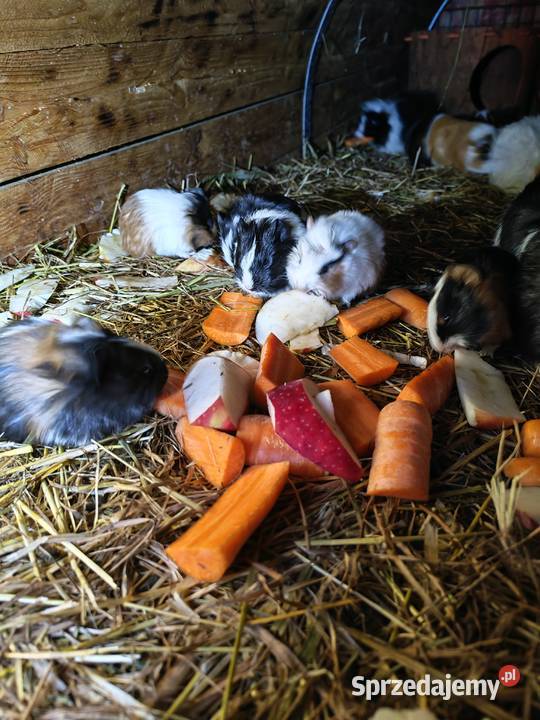 Sprzedam świnki morskie Wólka Zastawska