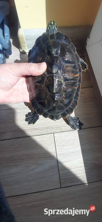 Żółw wodnolądowy ok 20 łódzkie Justynów