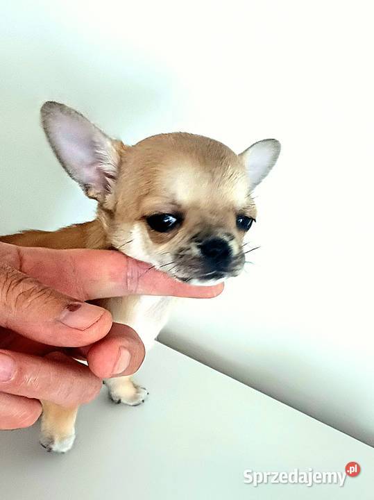 Chihuahua XSS Krótkowłosa Przepiękna Zgierz sprzedam