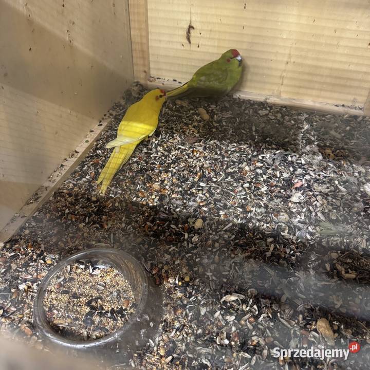 Sprzedam papugi Pawłowice