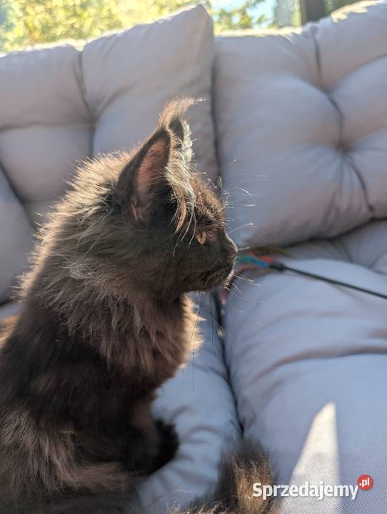 Evita czarna dymna kotka Maine Coon Tica śląskie Pszczyna