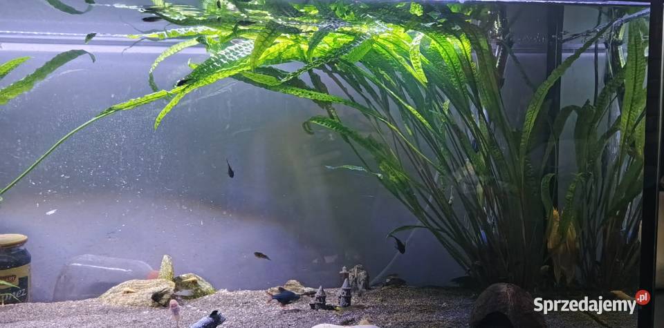 Zamienię roślinki akwariowe Wronki