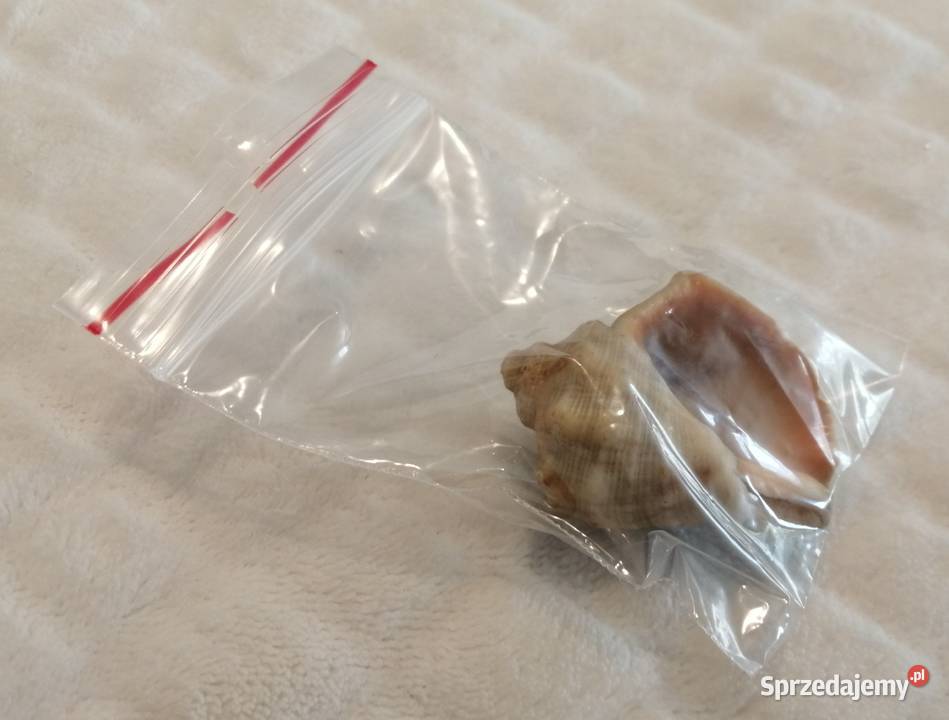 Muszla 45 70 Kreatywne Akcesoria dla zwierząt