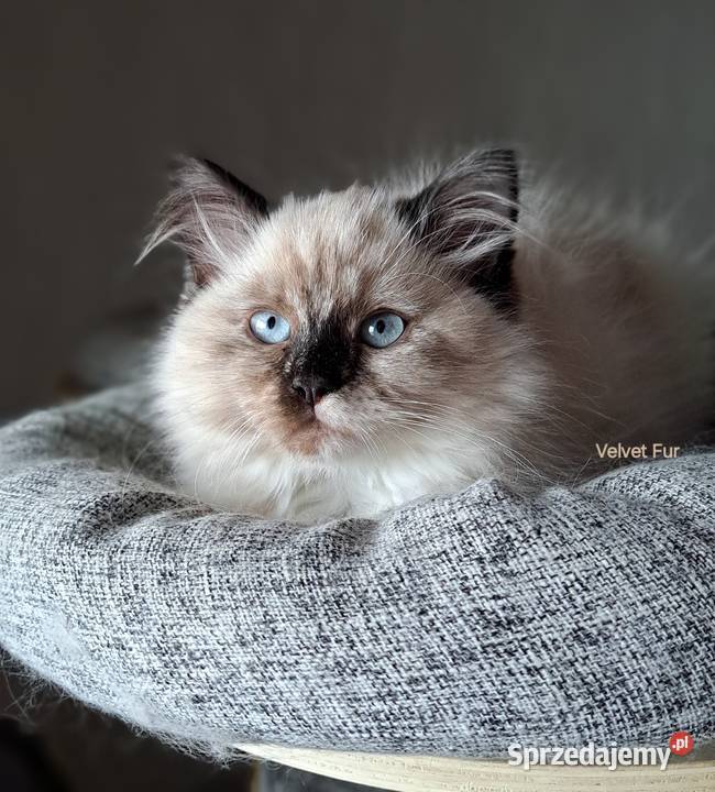 Kotka neva masquerade syberyjska szylkret opolskie Chrząstowice