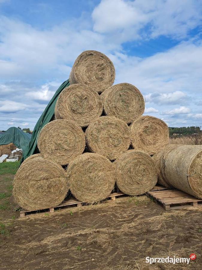 Siano w balotach koni z transportem siano Dąbrowa Górnicza