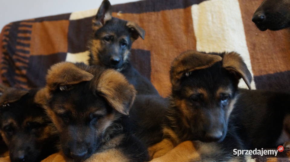 OWCZAREK NIEMIECKI SZCZENIĘTA Bydgoszcz