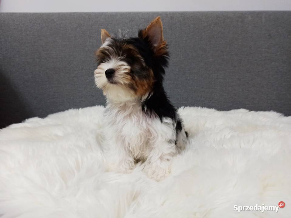 Do odbioru York Biewer 100 Rodowód IHR Czip BEZ York