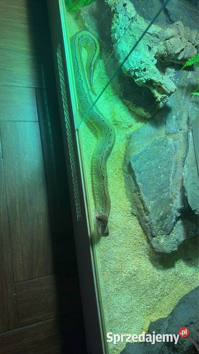 Pyton królewski samiec Łomianki