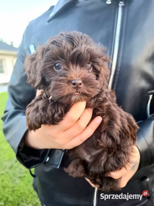 Shihpoo szczenięta mix pudel i shih tzu Maków Mazowiecki