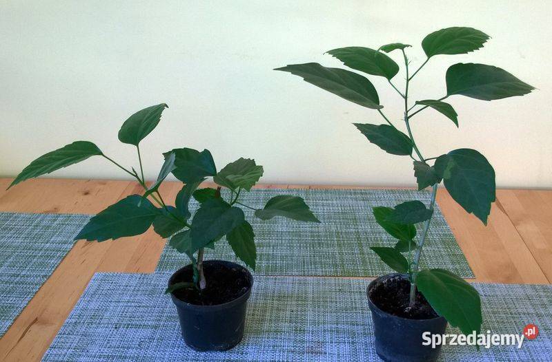 Róża chińska pełna czerwona hibiskus ketmia śląskie Pszczyna