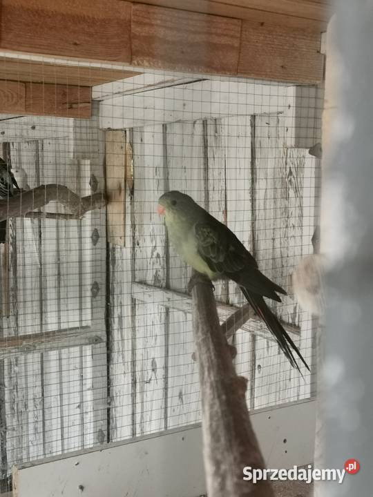 Sprzedam Maryszewice