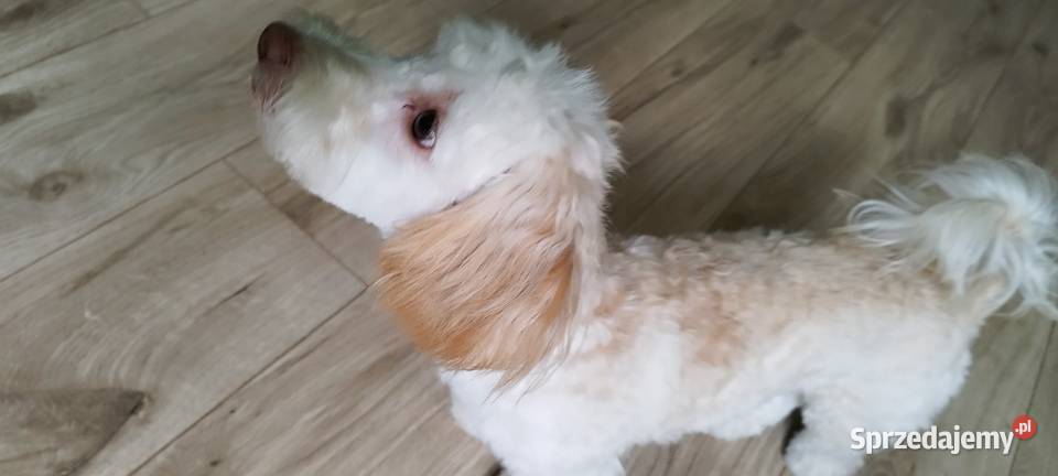 Sprzedam maltipoo Pozostałe Łódź sprzedam
