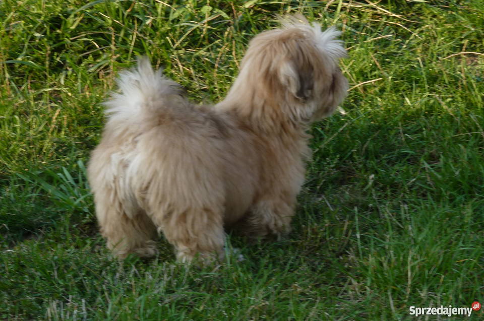 Lhasa Apso Shih Tzu Maltańczyk Bichon Frice Kielce