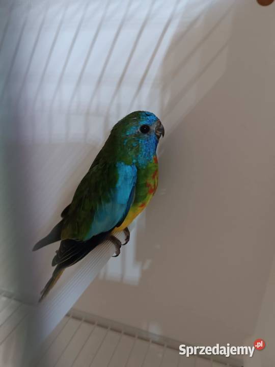 Sprzedam Łąkówke samca Ptaki małopolskie Koźmice Wielkie