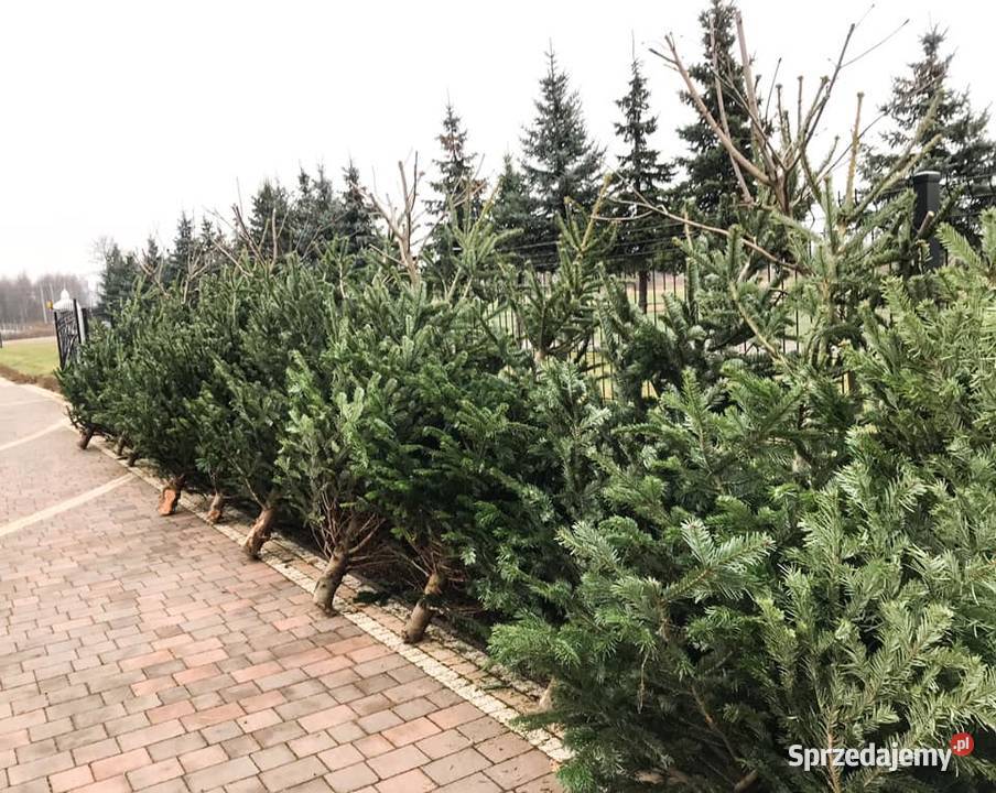 Choinki świerk Hurt