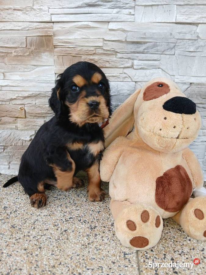 Śliczny piesek Cocker Spaniel Angielski Sieradz
